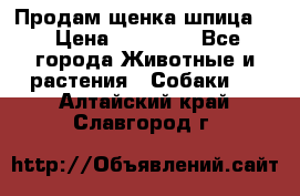 Продам щенка шпица.  › Цена ­ 15 000 - Все города Животные и растения » Собаки   . Алтайский край,Славгород г.